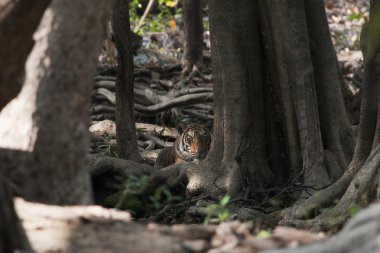 park ranthambore içinde kaplanın gözü
