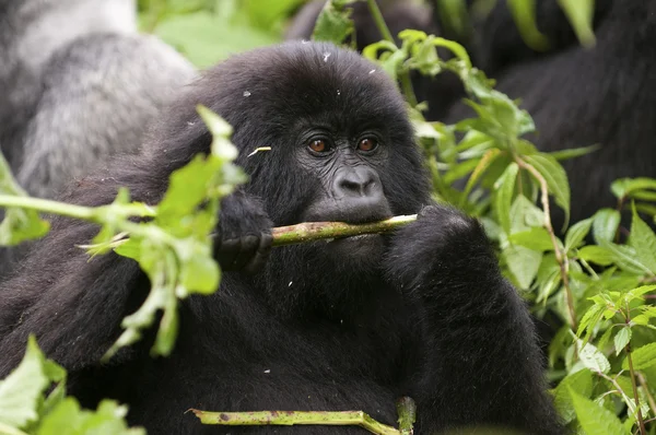 En el parque virunga un pequeño gorila come ramitas — Foto de Stock