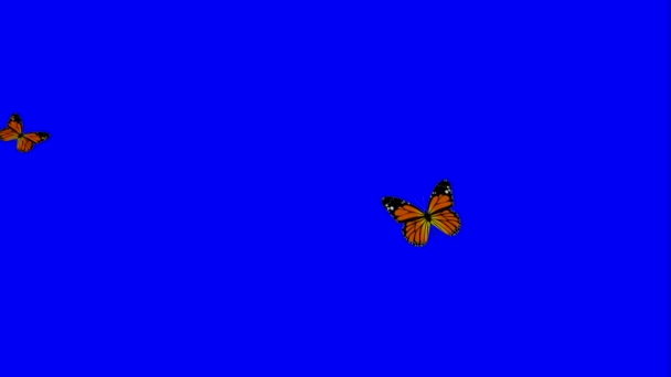 Animado de dos mariposas en la pantalla verde azul croma clave útil para la flor del jardín y vídeo de imágenes para mostrar el entusiasmo matutino ambiente animado natural — Vídeos de Stock