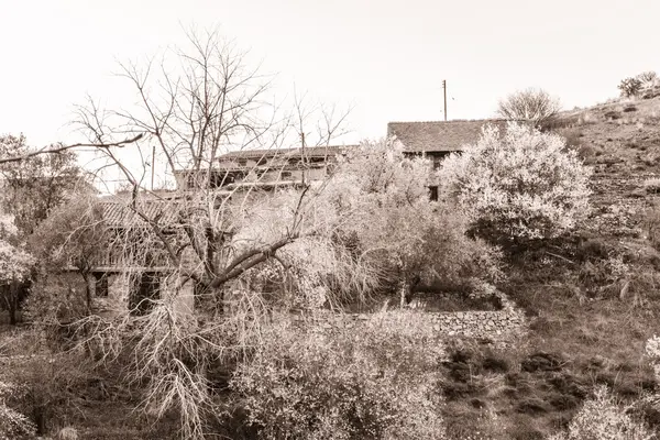 Blooming almond trees in Fikardou village- sepia toned — Stock Photo, Image