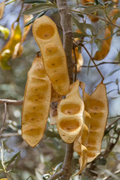 Conchas de feijão amarelo na planta selvagem — Fotografia de Stock