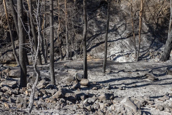 Charred trees following a forest fire in Troodos,Cyprus — Stock Photo, Image