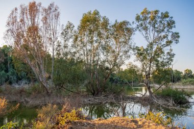 Kıbrıs 'taki Athalassa Gölü' nde güzel ışıklı su ve ağaçlar güneşli güzel bir öğleden sonra