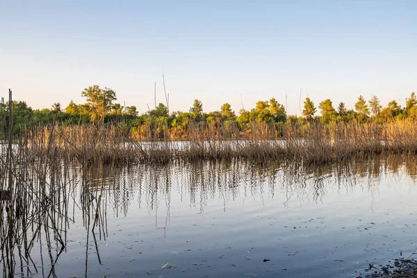 Athalassa Lake Cyprus Cane Branch Water Reflections Beautiful Sunny Afternoon — Stock Photo, Image