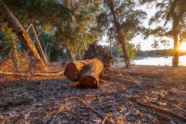 Cortar Corteza Árbol Lago Athalassa Chipre Bañado Luz Cálida Por — Foto de Stock