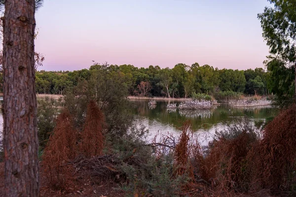 Lago Athalassa Chipre Con Hermosos Reflejos Del Cielo Árboles Aves — Foto de Stock