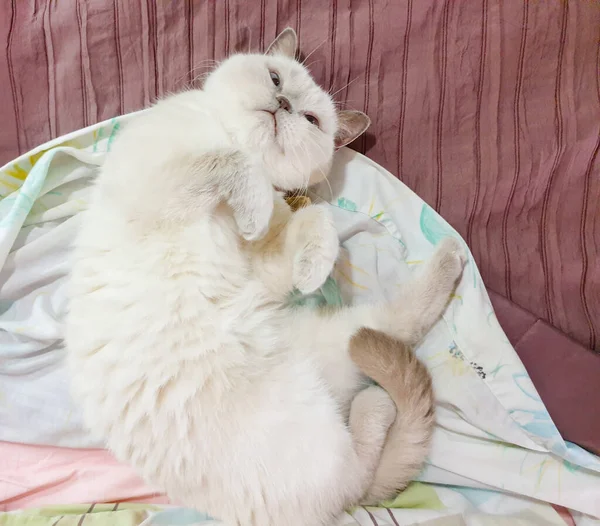 Cute Cudly White British Shorthair Cat Lies Bed Looking Camera — Stock Photo, Image