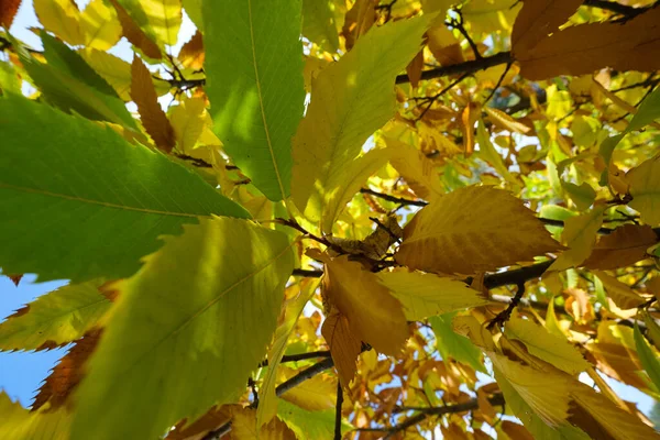 Herbstblätter Des Kastanienbaums Aesculus Hippocastanum Kakoetria Zypern — Stockfoto