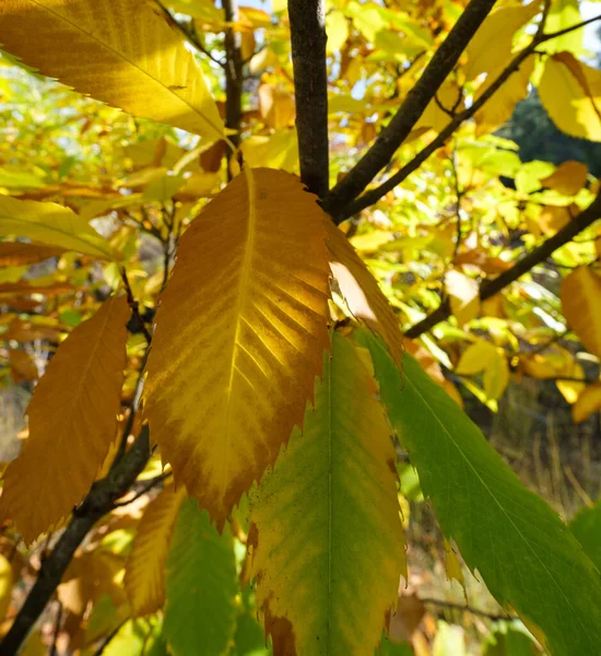 キプロスのカコエトリアにある栗の木の秋の葉 — ストック写真