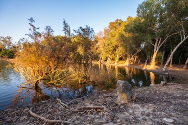 Kıbrıs 'taki Athalassa Gölü' nde güzel bir aydınlık su ve güneşli bir öğleden sonra ağaçlar.