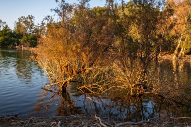 Kıbrıs 'taki Athalassa Gölü' nde güzel ışıklı su ve ağaçlar güneşli güzel bir öğleden sonra