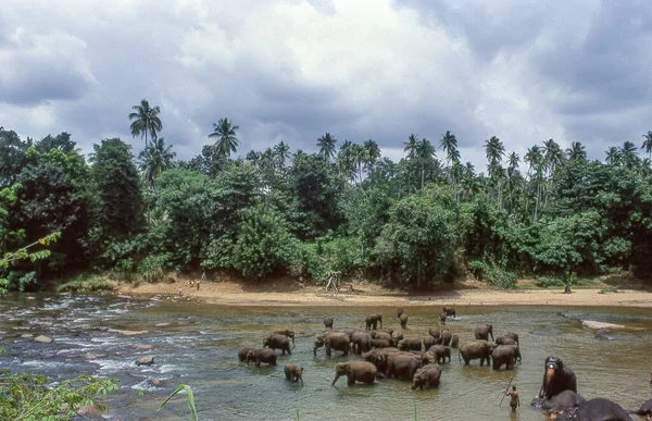 Olifanten Baden Rivier Het Pinnawala Elephant Weeshuis Van Stril Lanka — Stockfoto