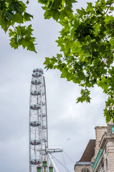 London Eye Millennium Wheel Detrás Las Ramas Los Árboles Encuentra — Foto de Stock