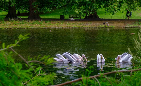 Belle Vue Sur Les Pélicans Nageant Dans Étang James Park — Photo