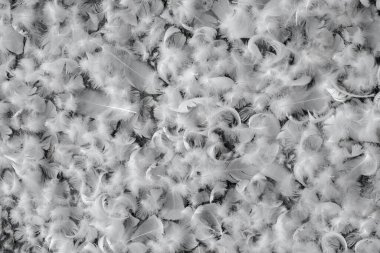 Beyaz tüyler bir göletin suyunda yüzüyor. Fotoğraf arkaplan ya da duvar kağıdı olarak uygundur.