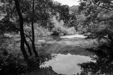 Ağaçların güzel manzarası, yemyeşil yapraklar ve bunların Roundhay Park, Leeds, İngiltere 'deki Waterloo Gölü sularındaki yansımaları. Siyah-beyaz yakalandılar.