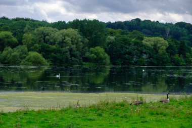 Birleşik Krallık 'ın Batı Yorkshire' daki Harewood House Trust bölgesindeki ağaçlardan, yapraklardan ve balık havuzundan oluşan güzel bir manzara.