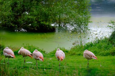 Batı Yorkshire, İngiltere 'deki Harewood House Trust bölgesindeki Fish Pond' un yeşil kıyılarındaki Şili Flamingoları sürüsü.