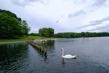 Leeds, Birleşik Krallık - 14 Ağustos 2021: Arka plandaki insanlar, Kuğular ve Waterloo Gölü 'ndeki diğer su kuşları, Roundhay Park