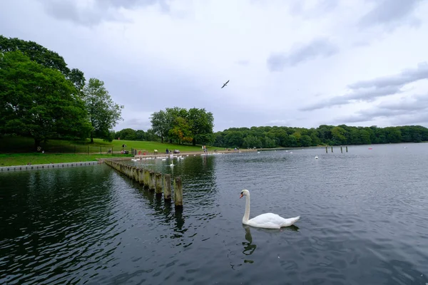 英国利兹 2021年8月14日 滑铁卢湖畔的人 天鹅和其他水鸟 圆干草公园 — 图库照片