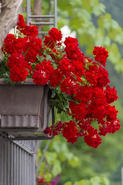 Red Geranium Flower pot on a gate Royalty Free Stock Photos