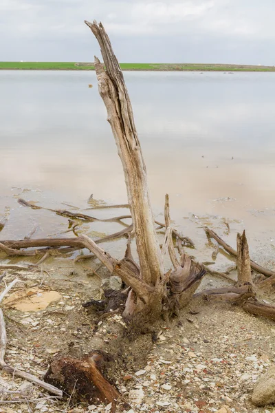 Broken tree branch at Larnaca salt-lake shore — Stock Photo, Image