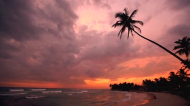 Silhouettes of palm trees against sunset sky at ocean beach in Sri Lanka 2016