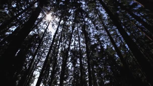 Skogen i sri lanka 2016 — Stockvideo