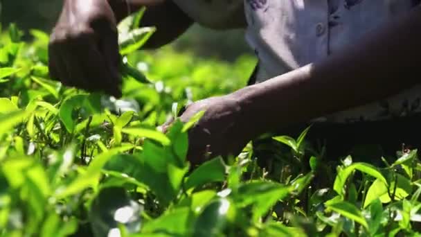 Wybierając herbaty na plantacji, na styczeń 2016 w Nuwara Eliya, Sri Lanka — Wideo stockowe