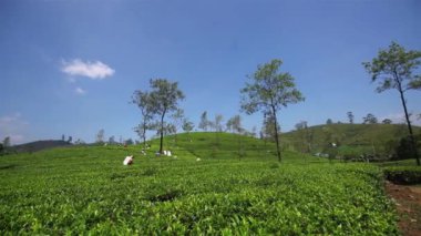 Ocak 2016 yılında Nuwara Eliya, Sri Lanka çiftliğinde, çay toplama