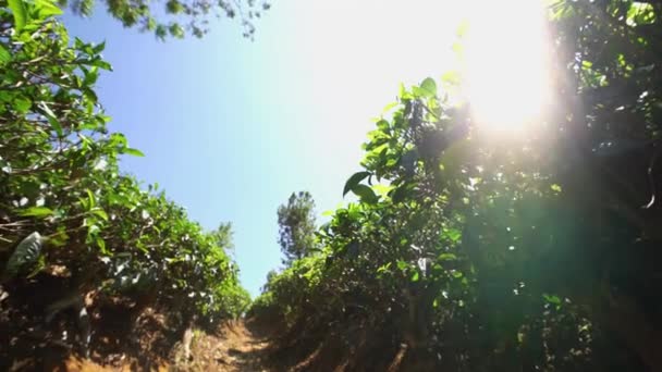 Teepflückung auf Plantage, Januar 2016 in nuwara eliya, sri lanka — Stockvideo