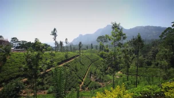 Plocka te på plantage, på januari 2016 i Nuwara Eliya, Sri Lanka — Stockvideo