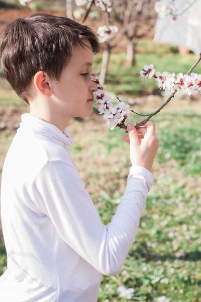 Мальчик, нюхающий цветы на цветущем дереве — стоковое фото
