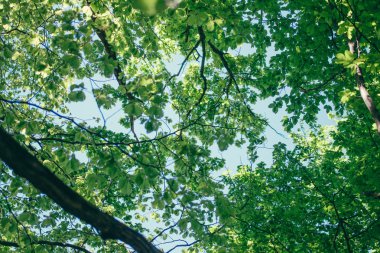 Orman, yaz doğa, dalları 