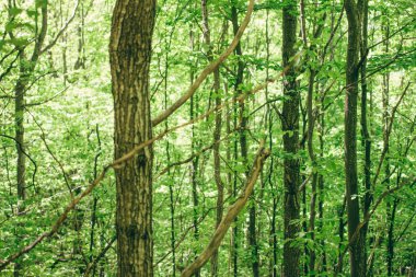 İlkbahar Güneşi Ağaçların tepesinde parlıyor