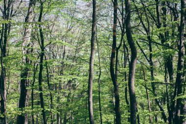 İlkbahar Güneşi Ağaçların tepesinde parlıyor