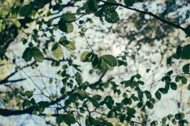 Orman, yaz doğa, dalları 