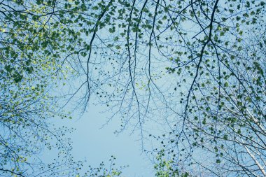 Orman, yaz doğa, dalları 