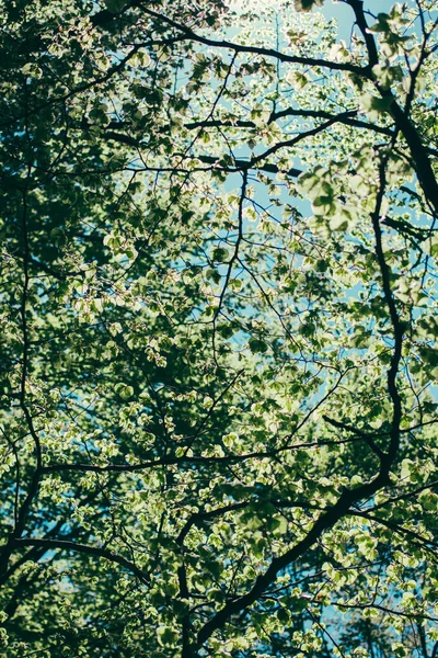 Bosque, Naturaleza de verano, Ramas — Foto de Stock