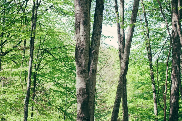 Spring Summer Sun Shining Through Canopy of Tall Trees — Stock Photo, Image