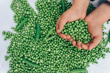 Yeşil fasulye Holding eller 