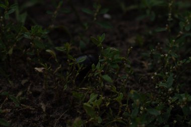 siyah ve yeşil arkaplan