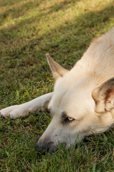 köpek çim üzerinde yalan