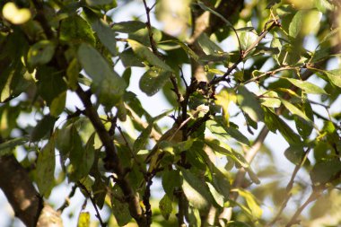 Ağaçtaki yeşil yapraklar