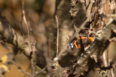 Daldaki güzel kelebek