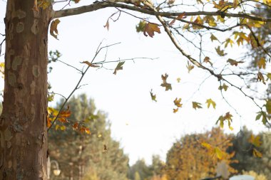 Renkli ağaçlarla dolu güzel sonbahar manzarası