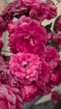 Güzel botanik fotoğrafı, doğal duvar kağıdı.