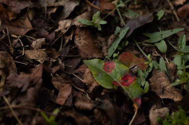 Ormanda sonbahar yaprakları. sonbahar yaprakları