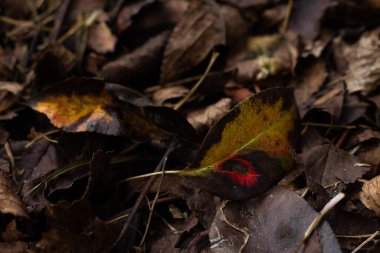 Sonbahar yaprakları, sonbahar bitkileri