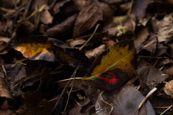 Sonbahar yaprakları, sonbahar bitkileri